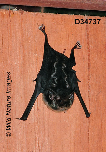 Greater Sac-winged Bat (Saccopteryx bilineata)